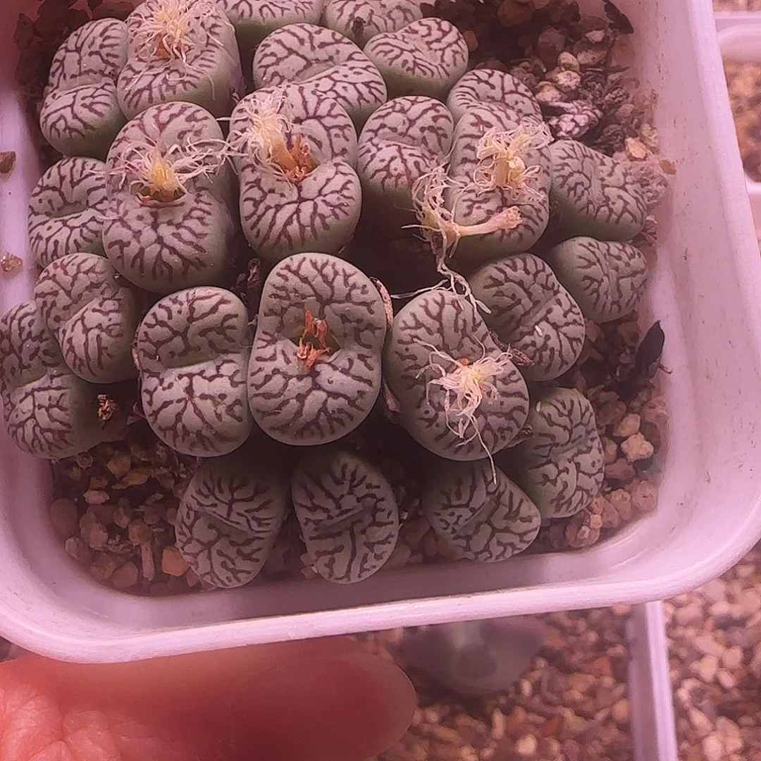 枝纹墨小锥大群生