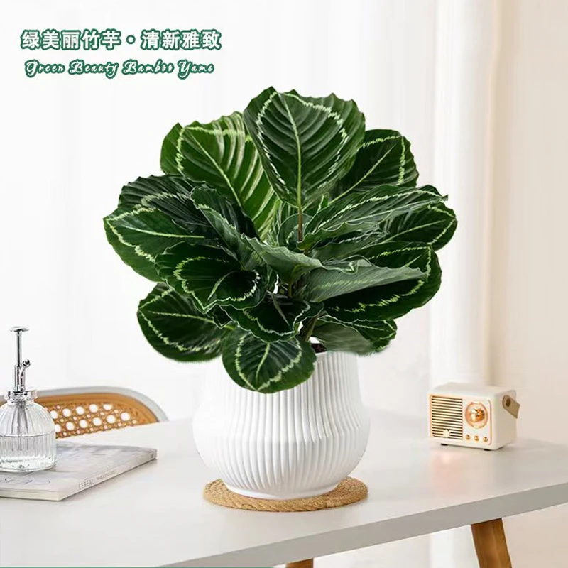 绿美丽竹芋月亮盆室内办公桌面绿植彩色观叶美观好养护懒人绿植