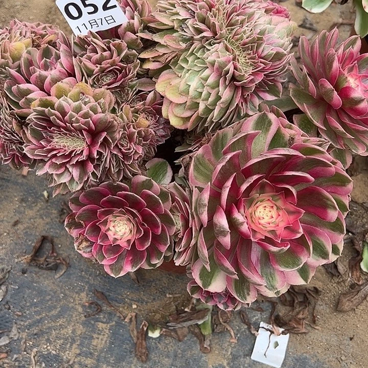 舌***舞11.7-52荔枝缀多肉植物1