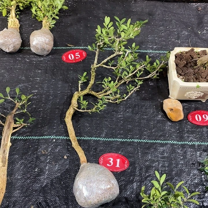 高***明无花朵She bhddhjffhjddgj