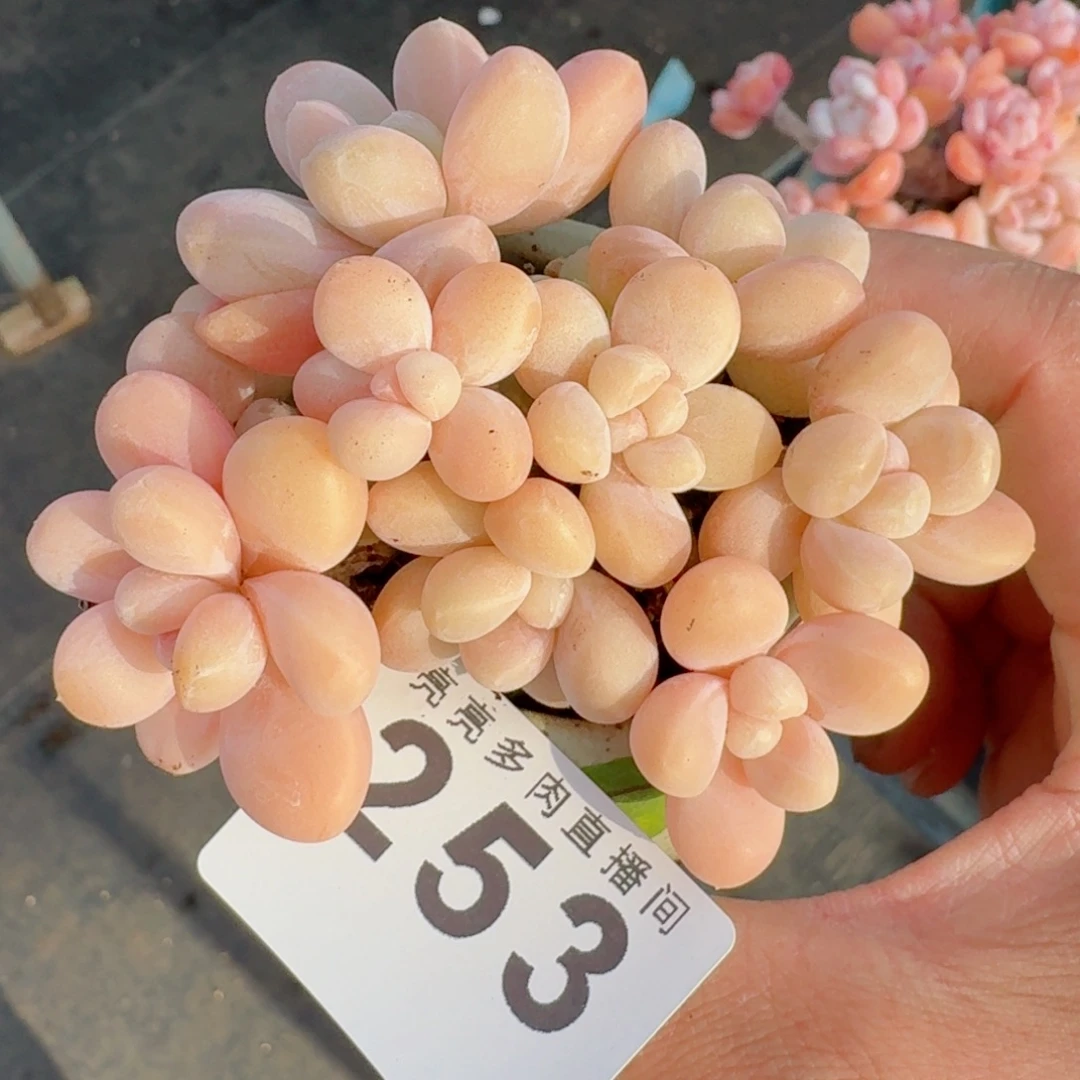 香玉群生      愿你一路坦途，乘风破浪展宏图