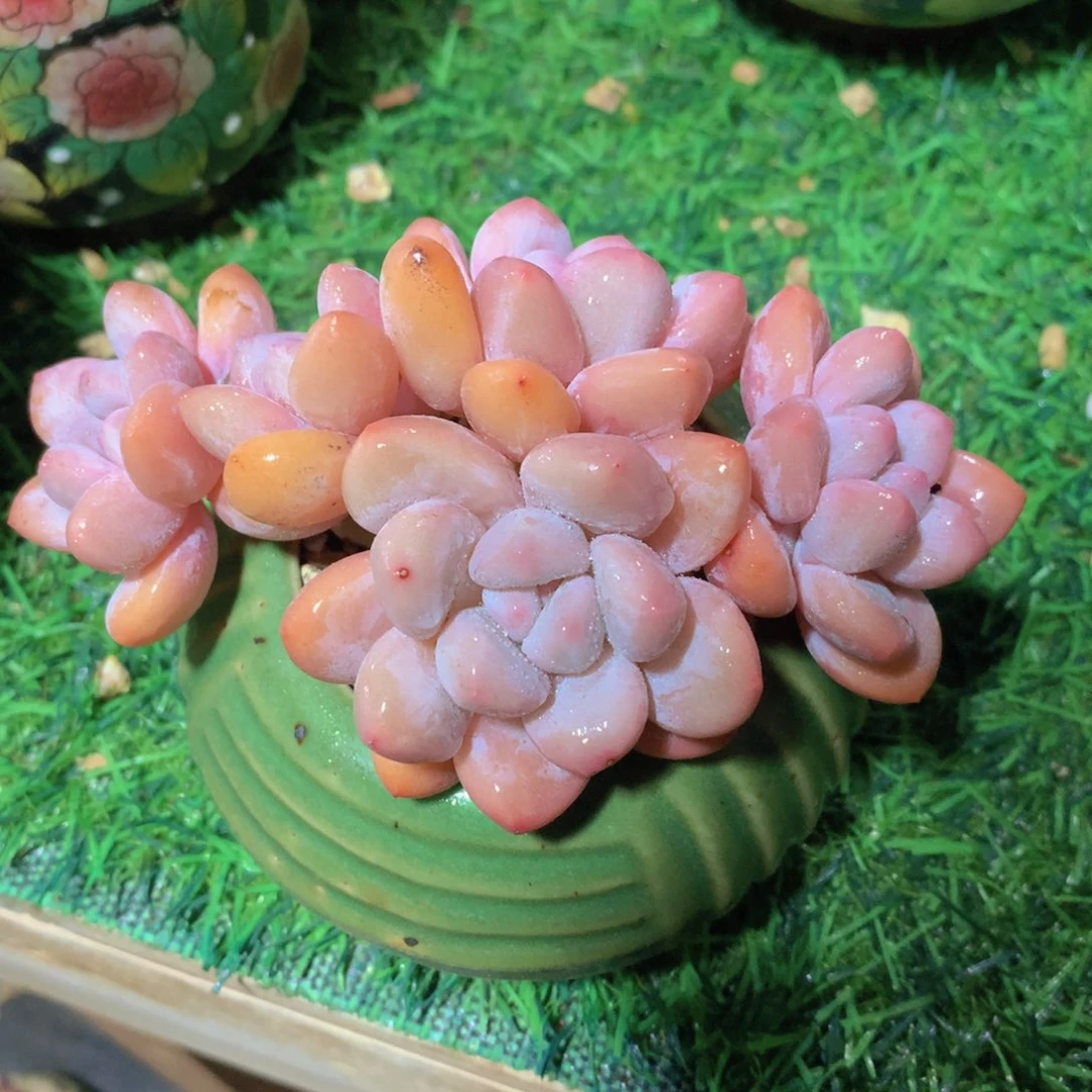 香水12 公分一物一拍