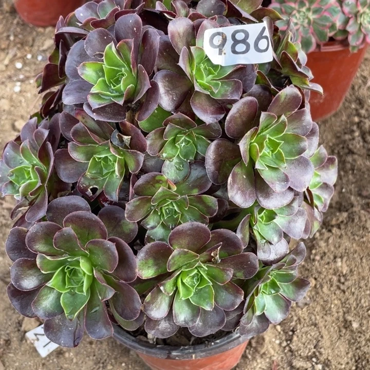 无花朵986多肉植物魅金玫瑰