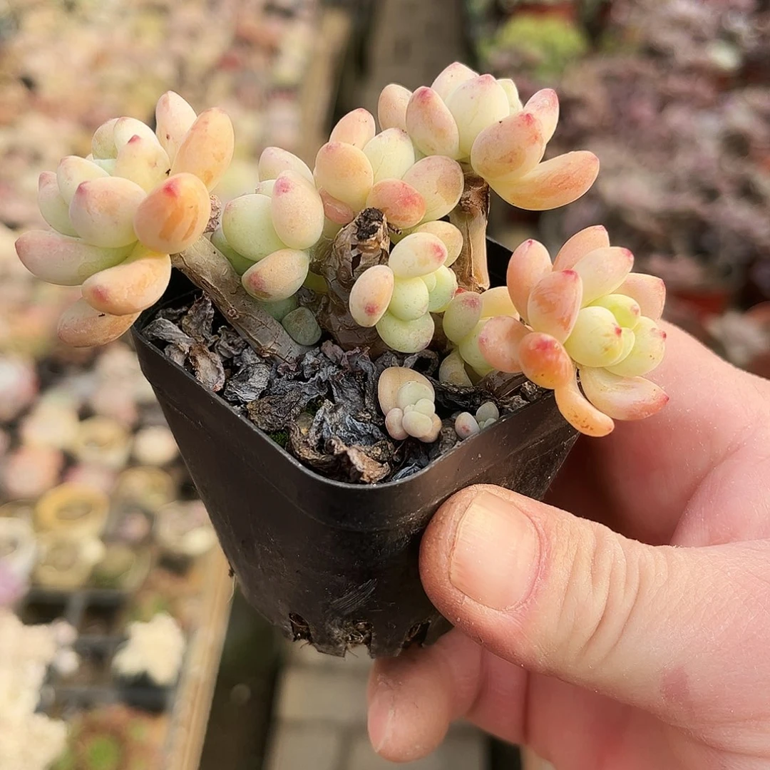 多***诺141多肉植物提取萃取剂