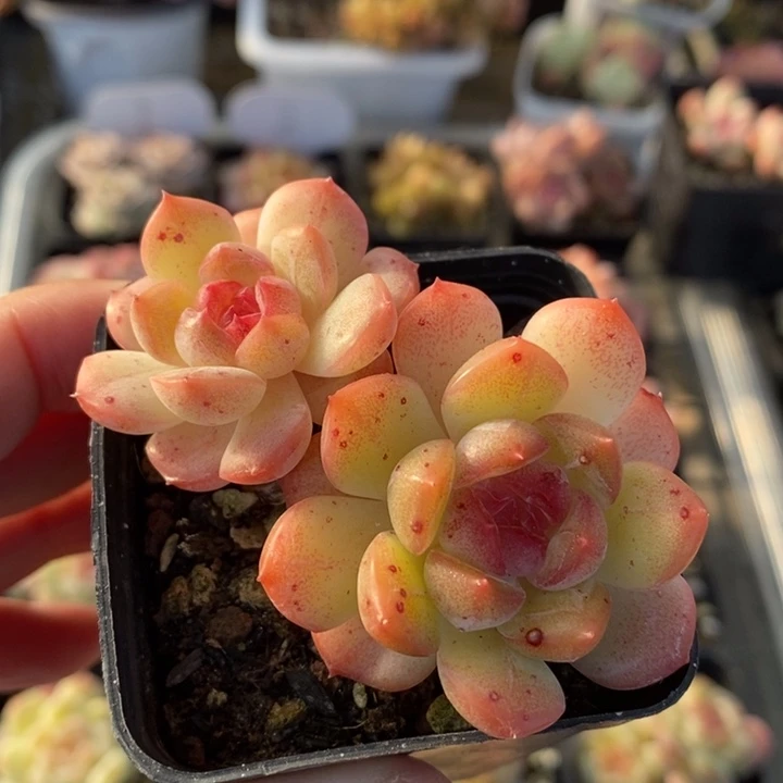 琴心琴心 多肉 11.4