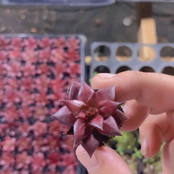 罗斌精品多肉量拍