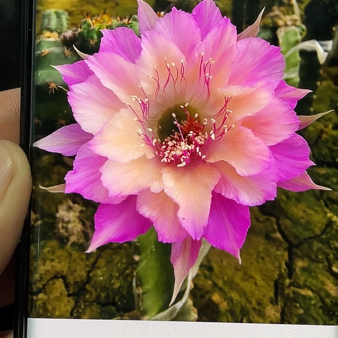 丽 极光侧芽 歪 满20包邮5–6公分