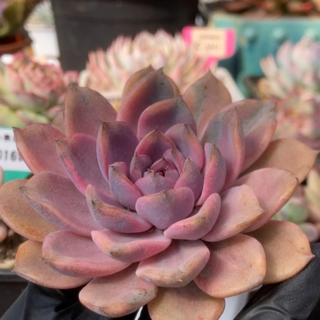 200紫禁城头盖锦锦锦锦锦