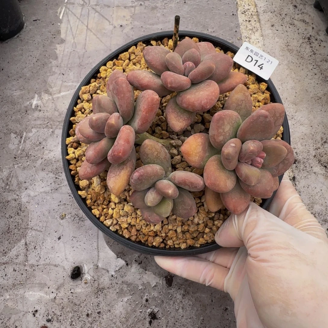 d d d d d d d d d 14