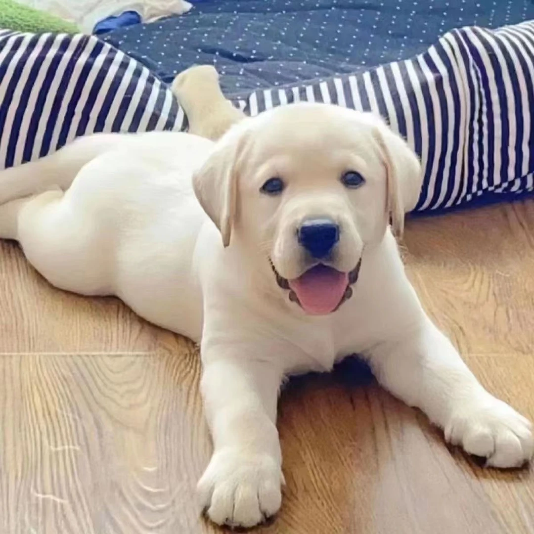 白色拉布拉多犬幼犬活体大型宠物狗导盲犬幼崽黑色奶白色小七混血