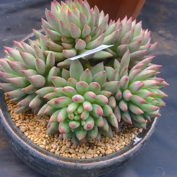 夏悦多肉0126-200虞美人