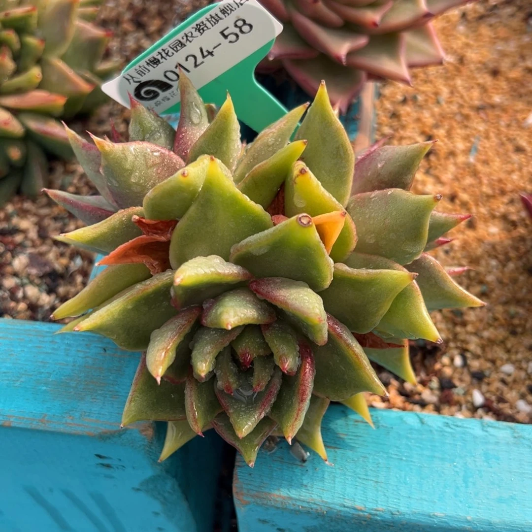 从前慢多肉精选编号0124.58