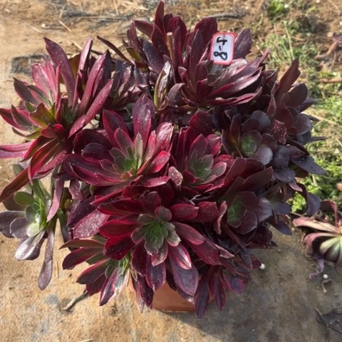 5-8赤霞飞朵朵多肉植物