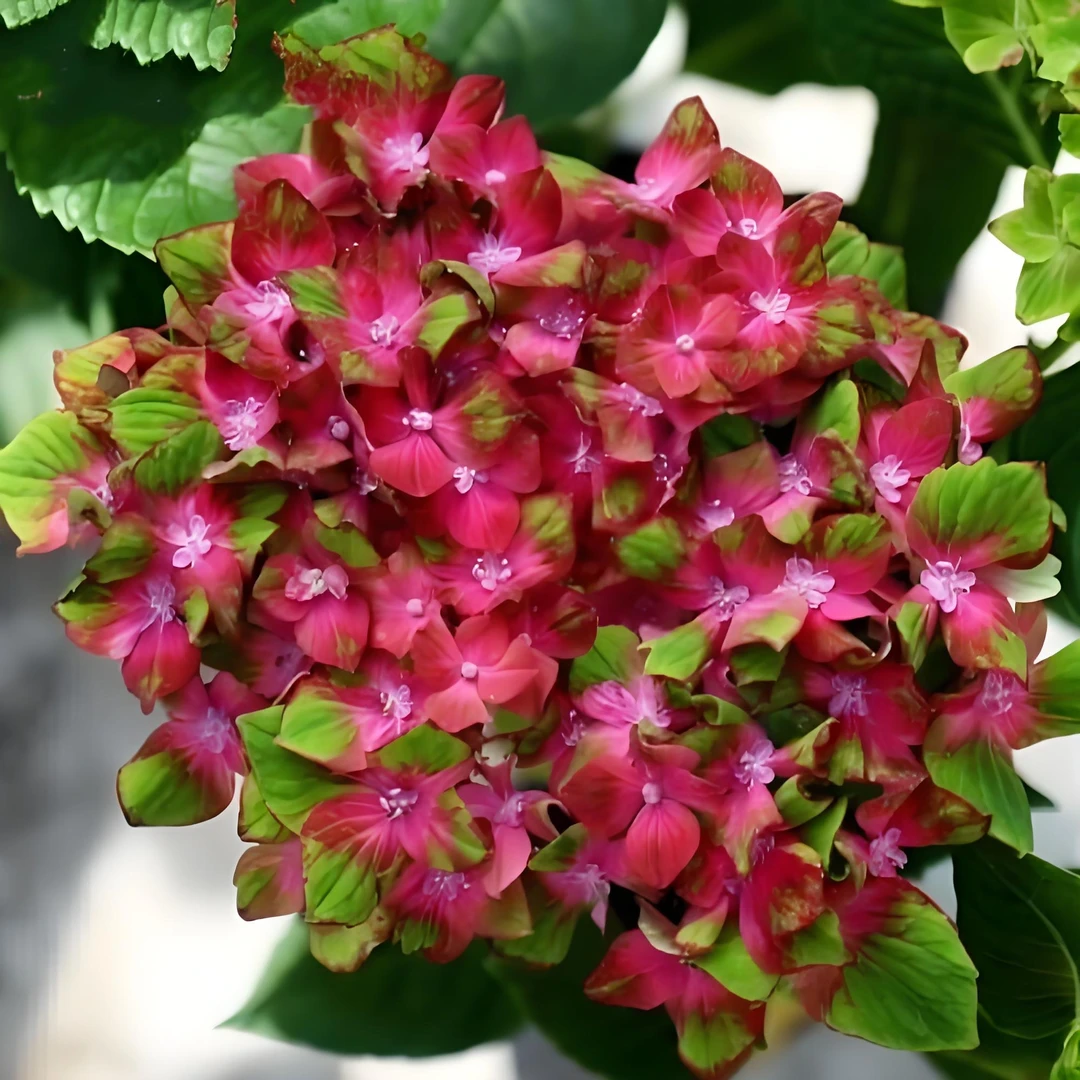 一物一拍两加仑大花绣球只包开箱介意勿拍无售后