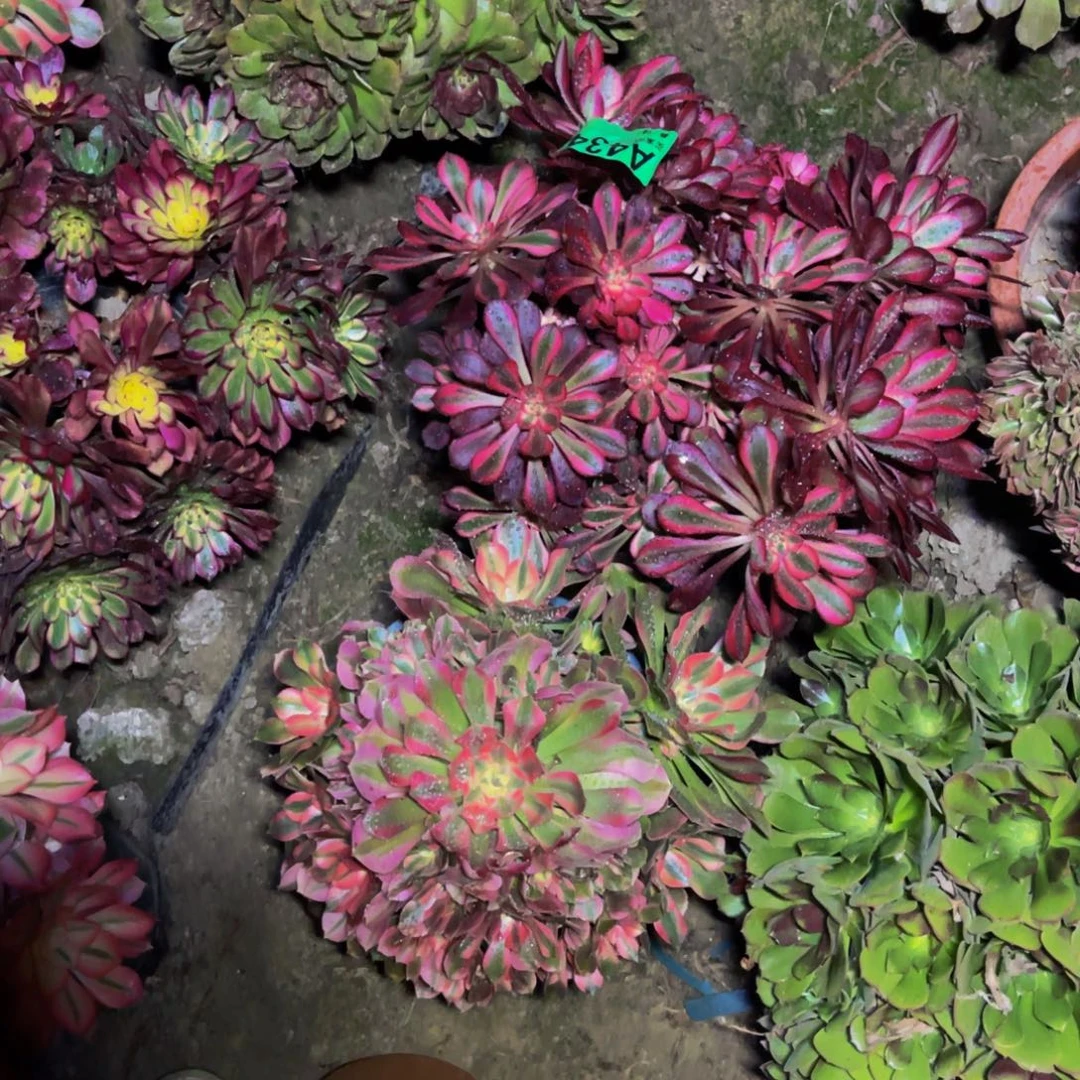 两颗法师朵朵5-53