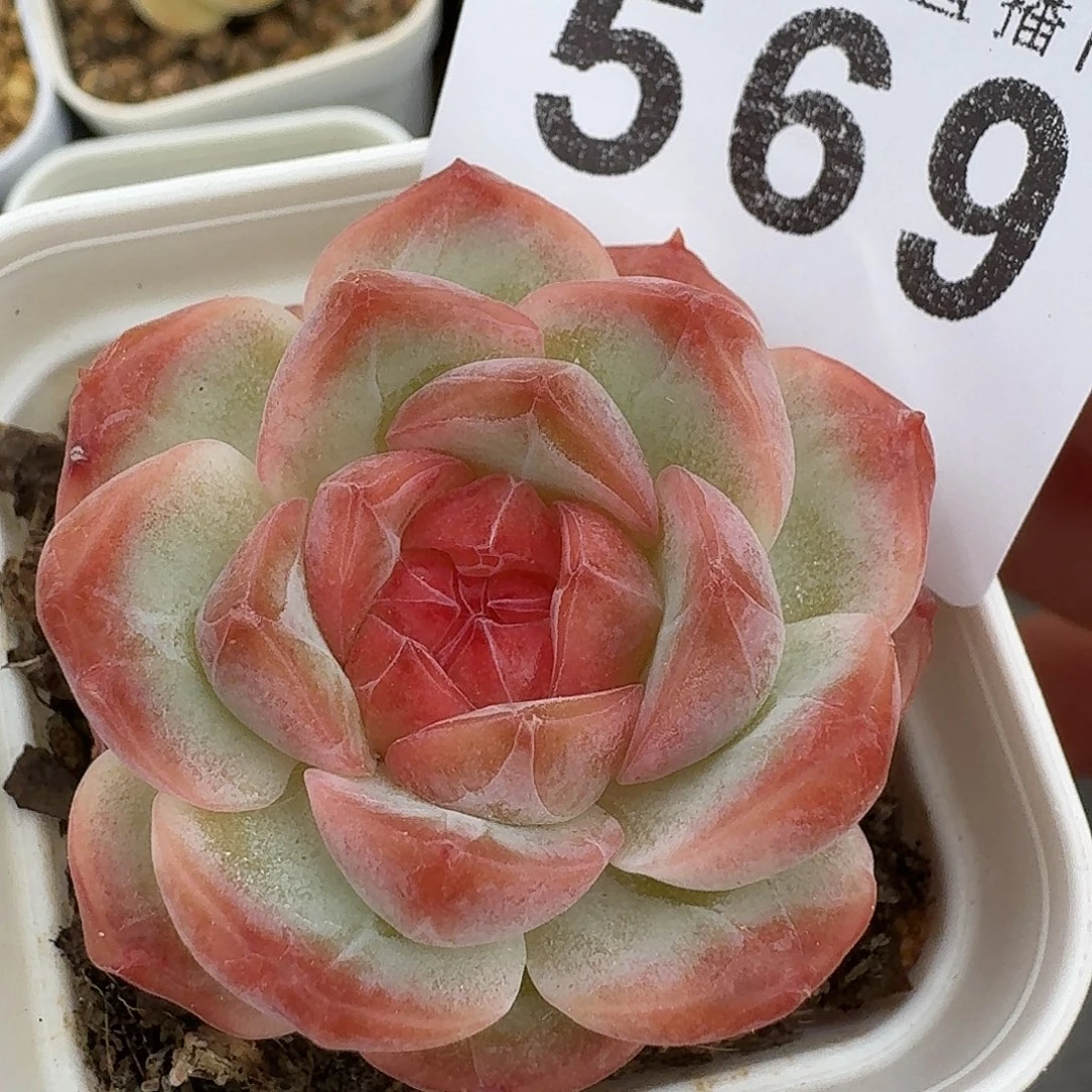 暮光之城            精美多肉植物