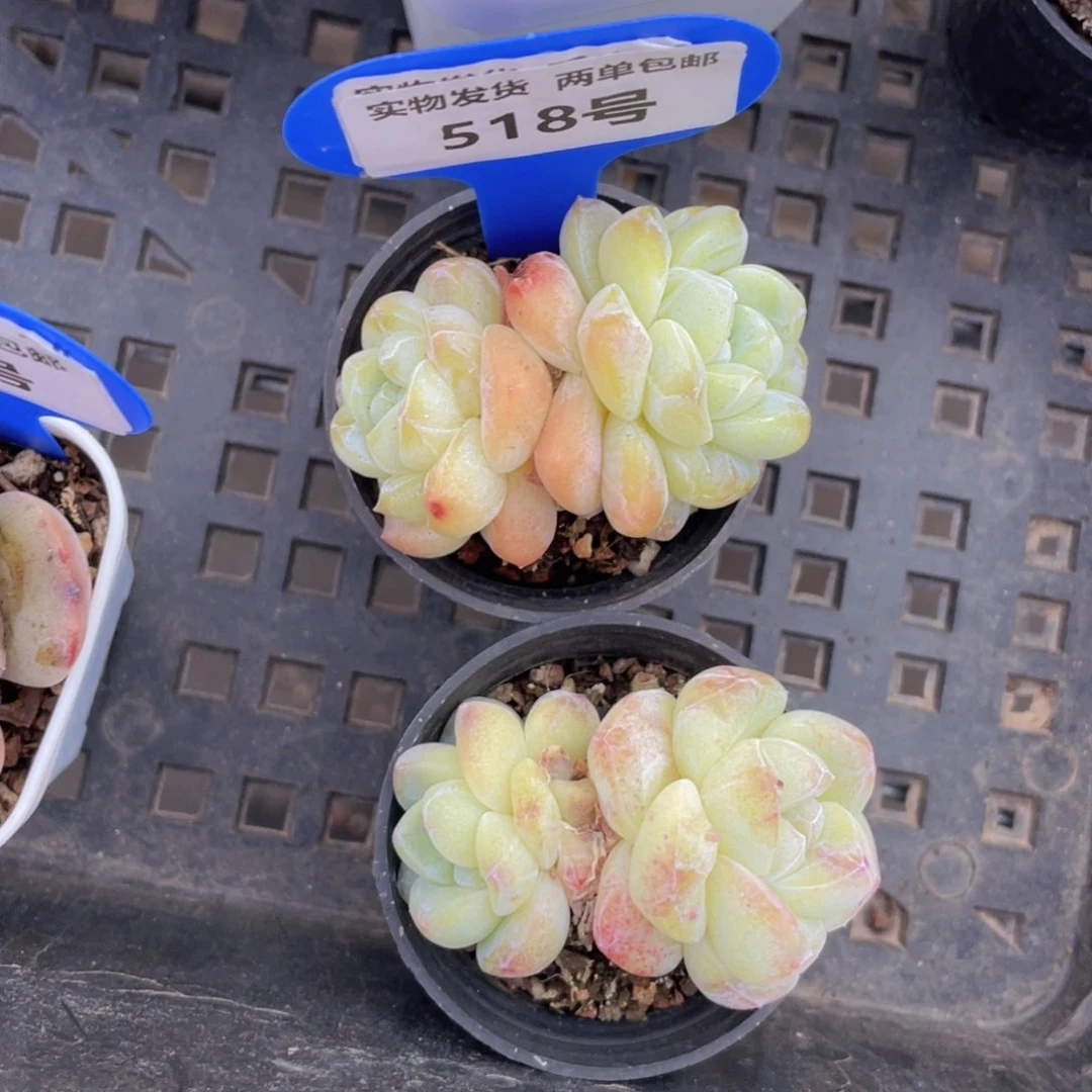 518号凝脂冰玉石化双头一个