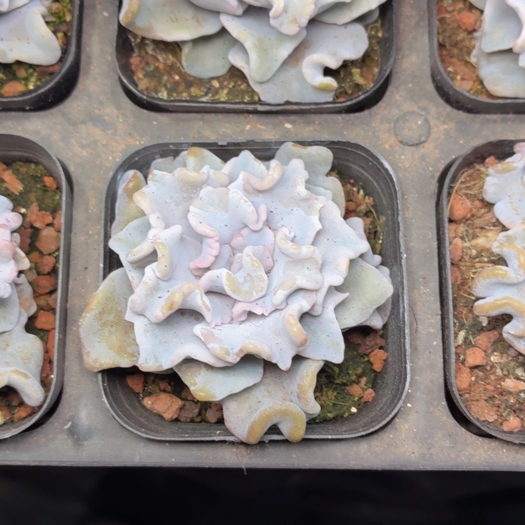 白饺子皮多肉9.9包邮发货