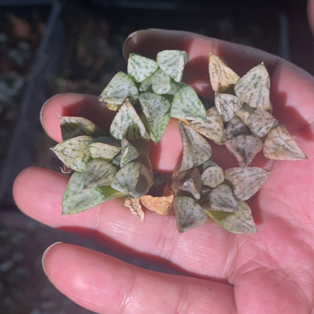 2825 一颗大年份小潘多拉魔盒 整点福利