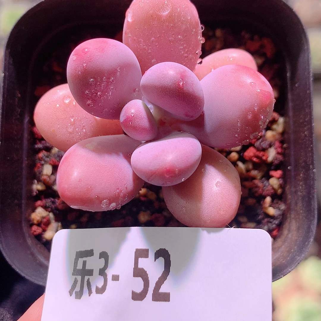 乐然3-52 桃蛋单头