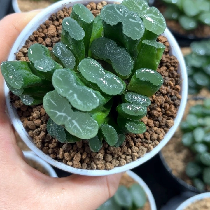 玉扇群多肉植物哈哈