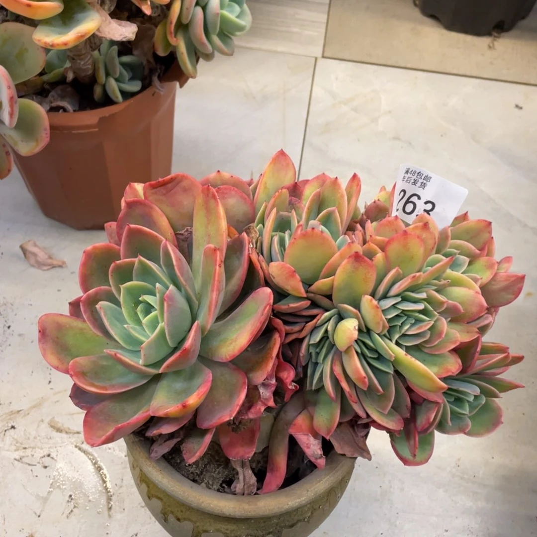 黑大帅多肉263奇洛