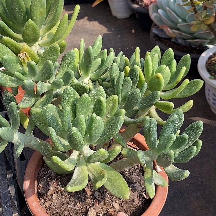 妹***子小七夕多肉金蝉47