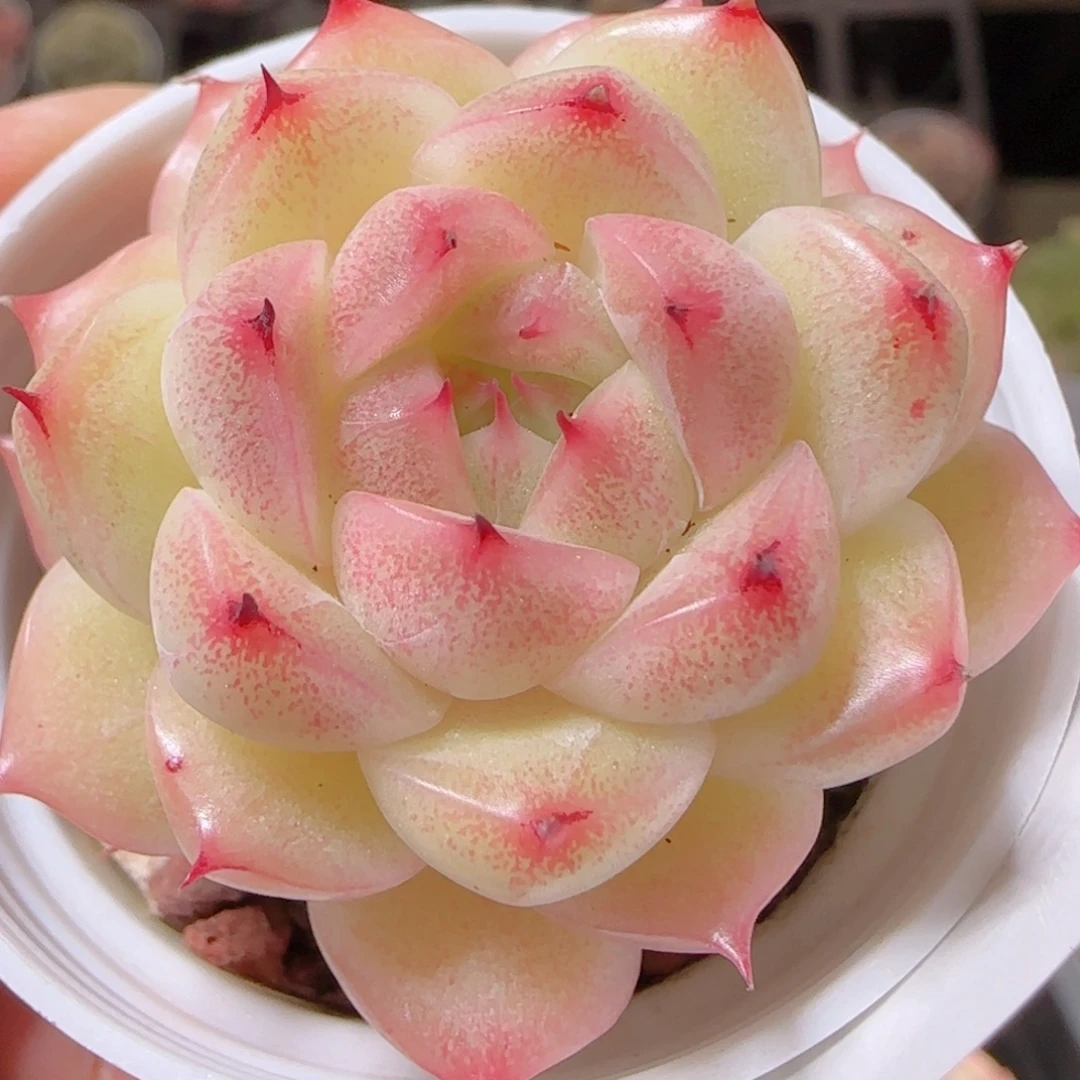 花语多肉1216-150
