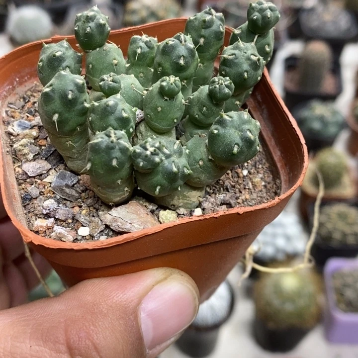 骑兵团扇特价福利