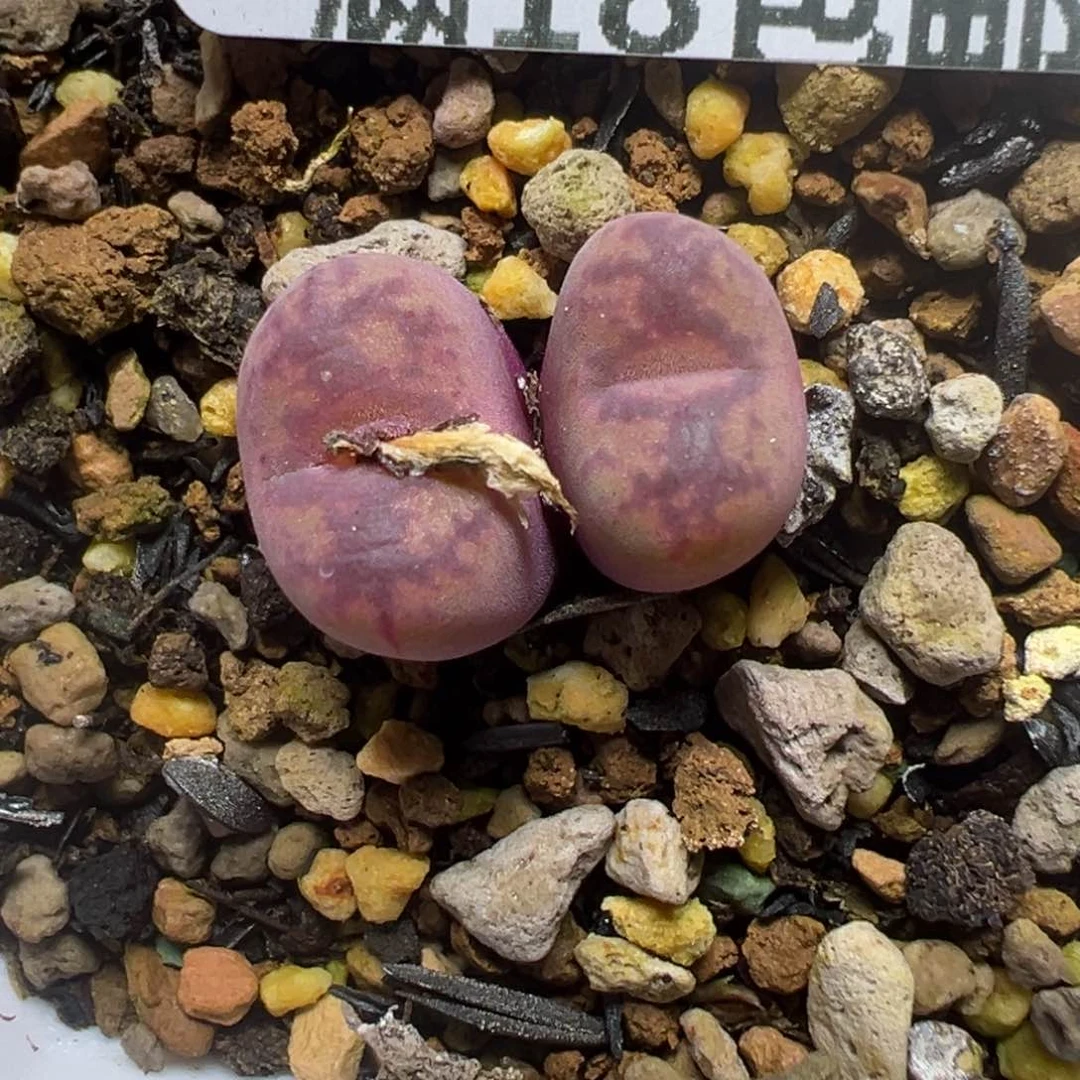 【闪购商品】1188……