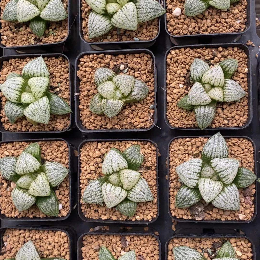 905 一颗疙瘩头白银 超级618福利