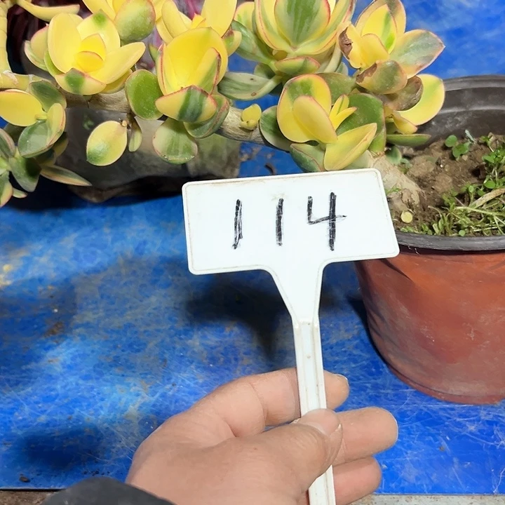 贞**上多肉植物星花月锦
