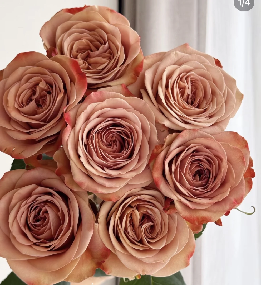 （曼曼）卡布奇诺玫瑰15支+5支防损 鲜花任意两单包邮