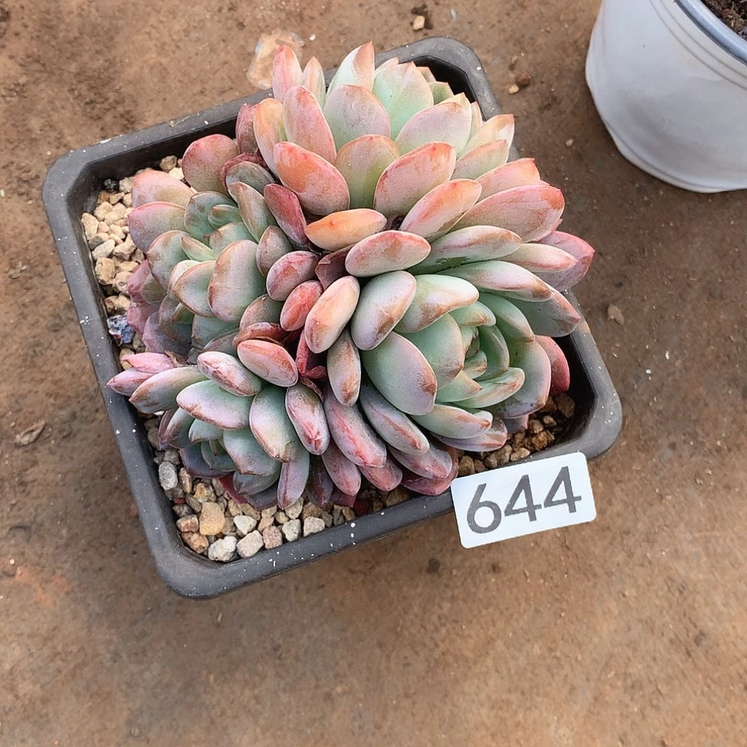 644 一物一拍多肉