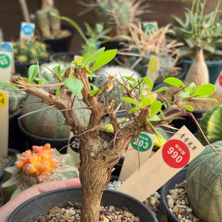 短颈富贵花一棵仙人球