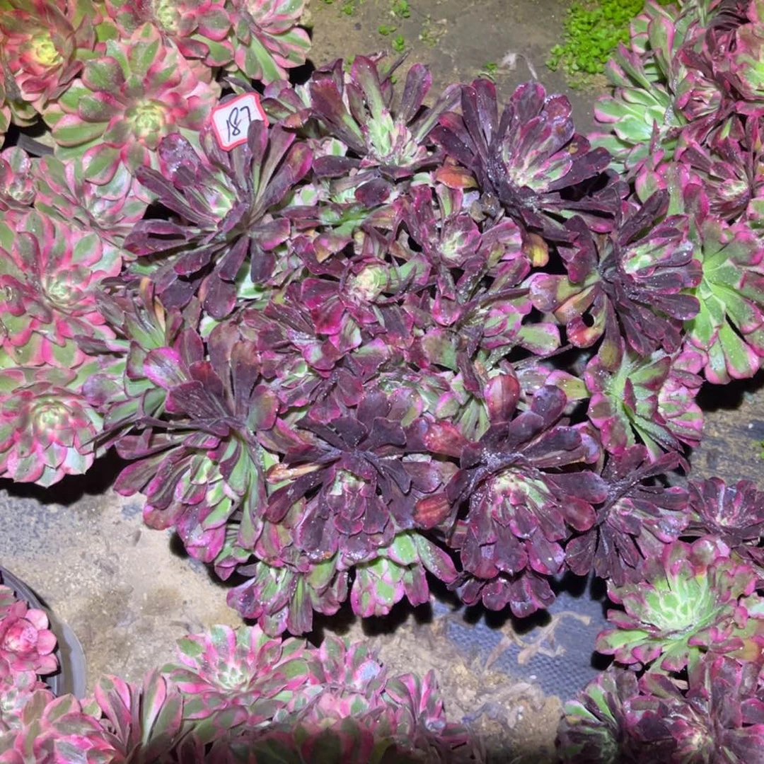 187多肉植物同花顺