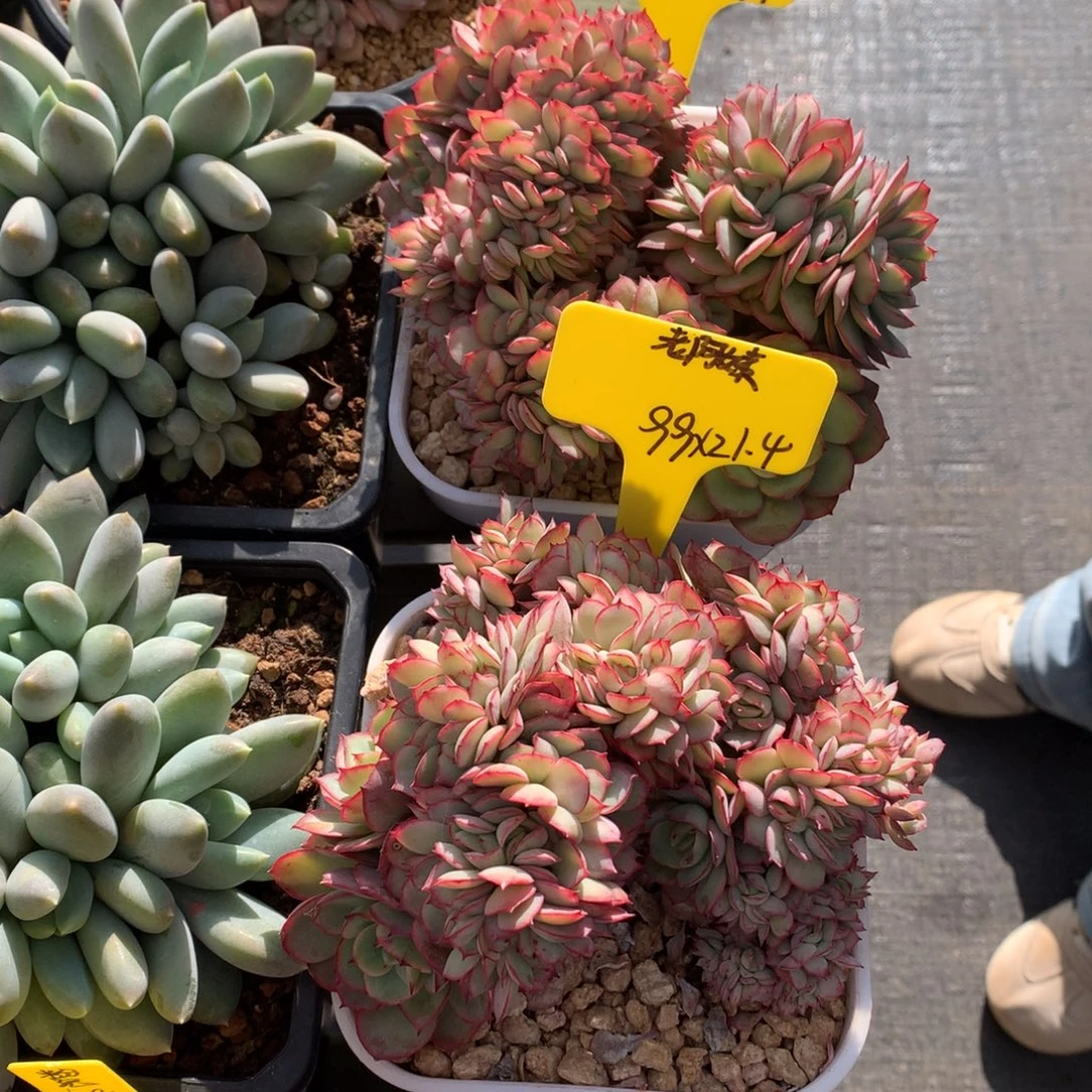 骑***姨我们家的小仙女们