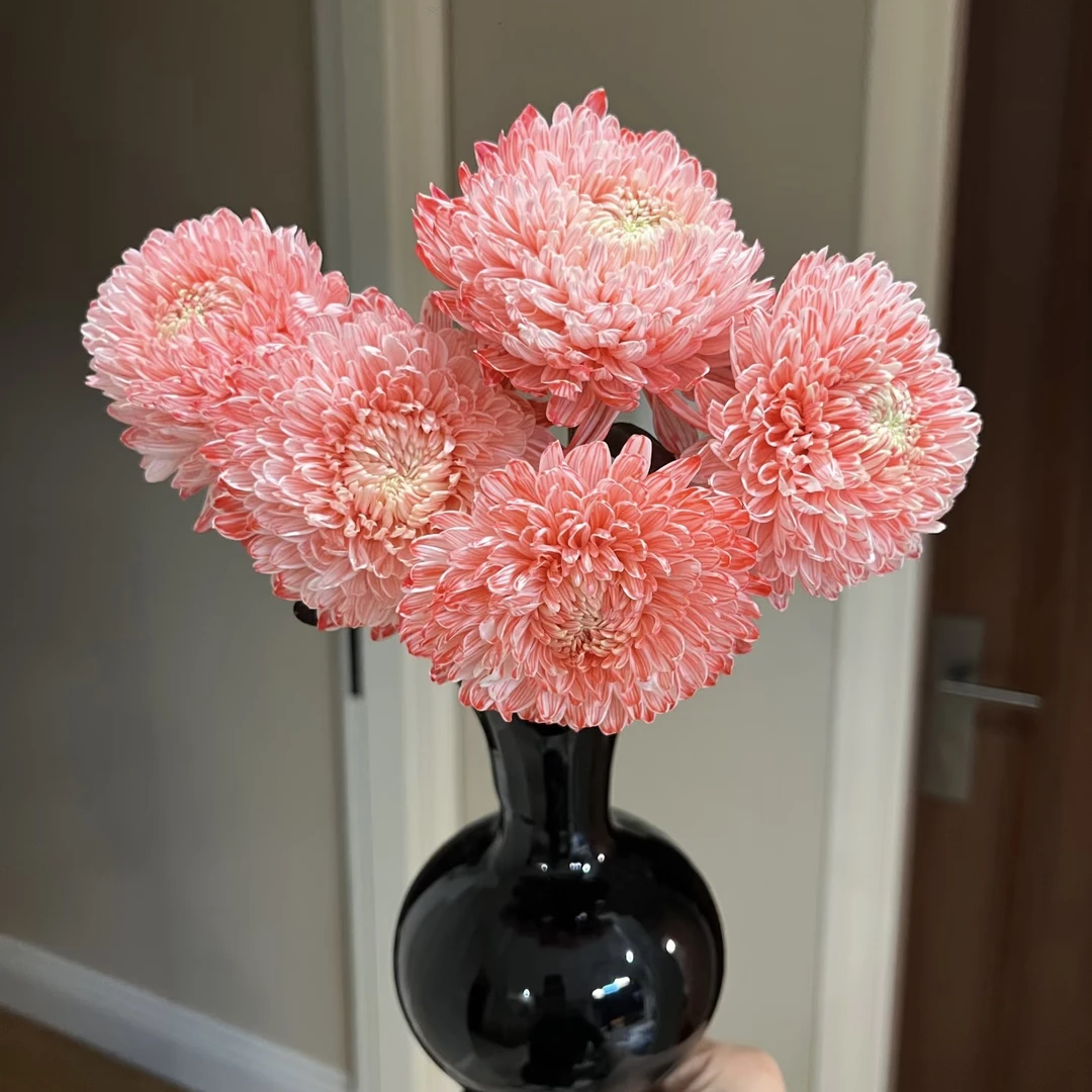 迷你-布朗尼牡丹菊小菊花小花朵-花开富贵牡丹菊水养鲜花