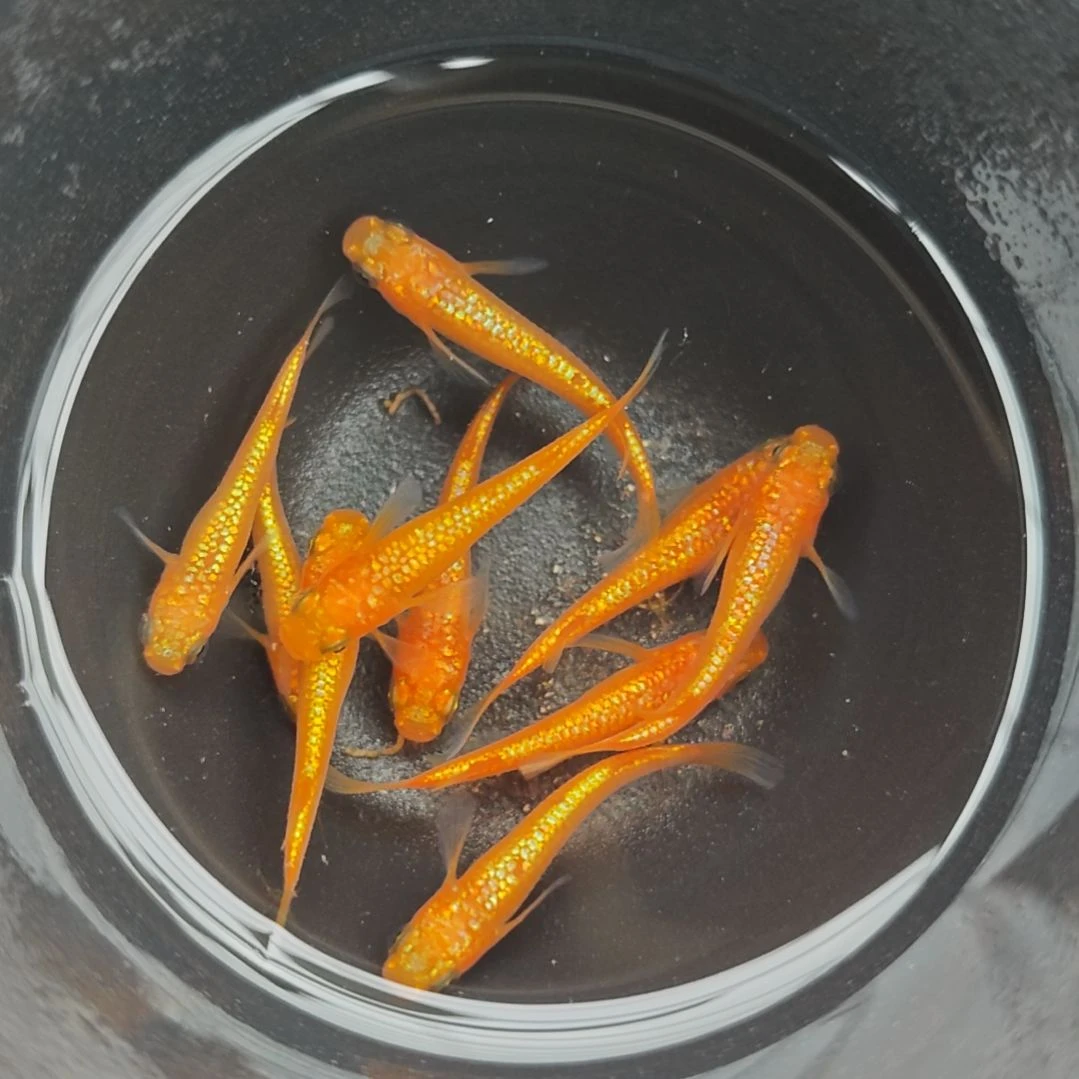 青鳉鱼005玫瑰宝石一碗