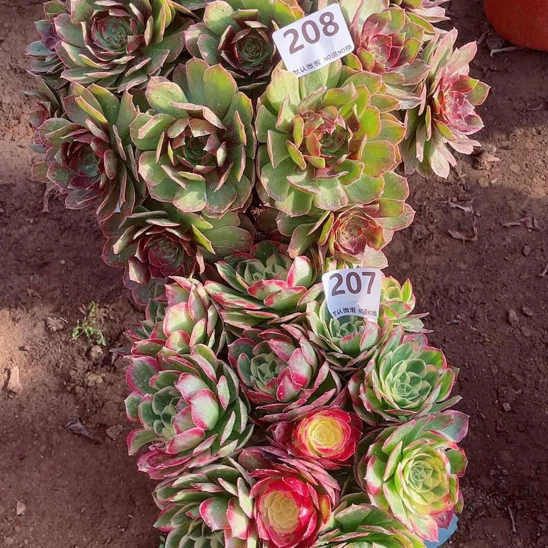 无花朵多肉植物组合208