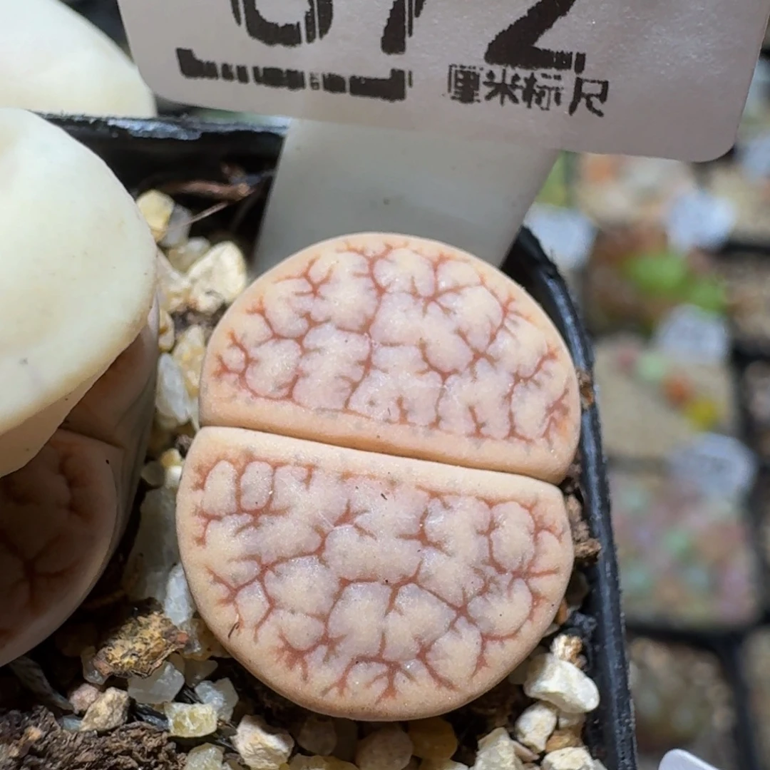 zzzz生石花肉锥872