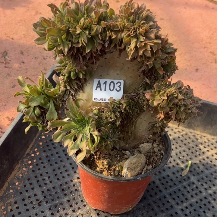 碧螺春缀多肉植物103.