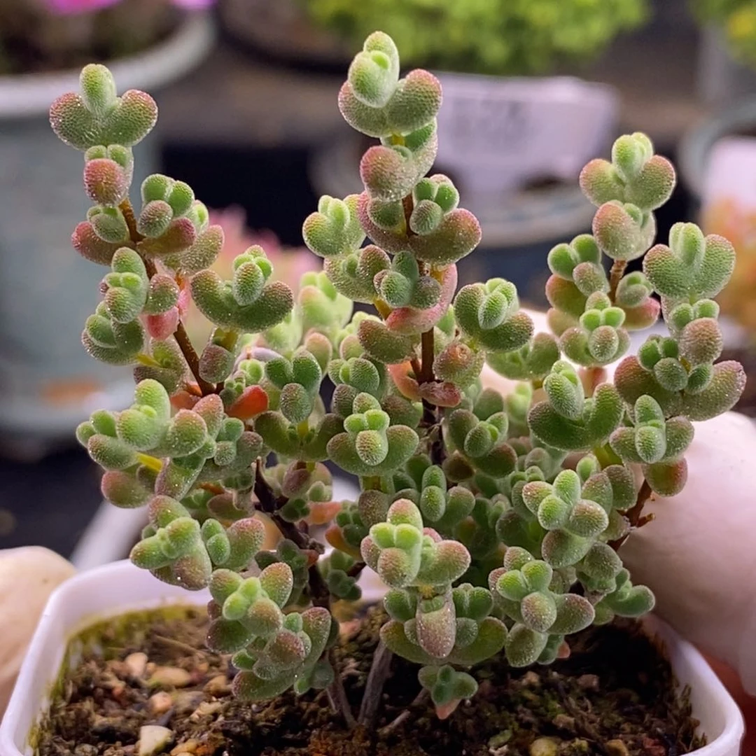 @****n66实生莱斯。