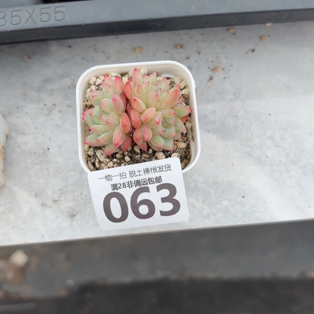 寒非孤品无盆土发货