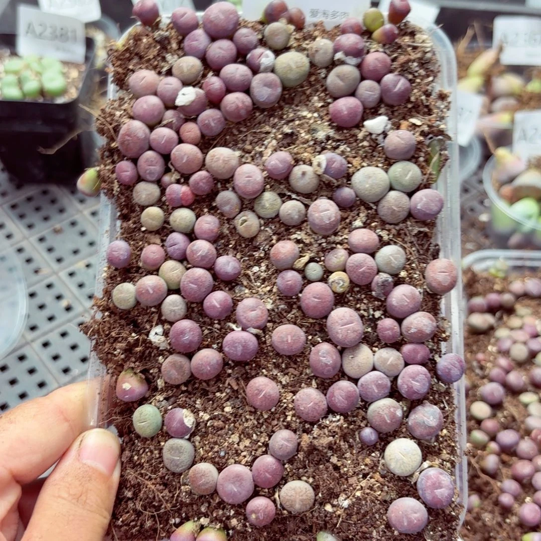 陈***晨2562——生石花 肉锥—生石花肉锥
