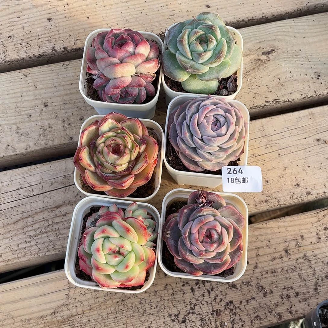 264。霸道珍妮。带盆