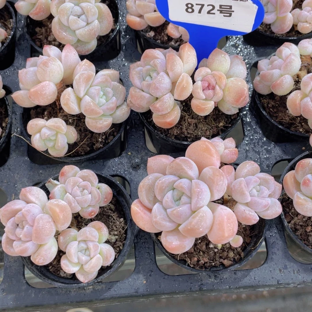 872号 丸叶老桩奶糖多头群一个