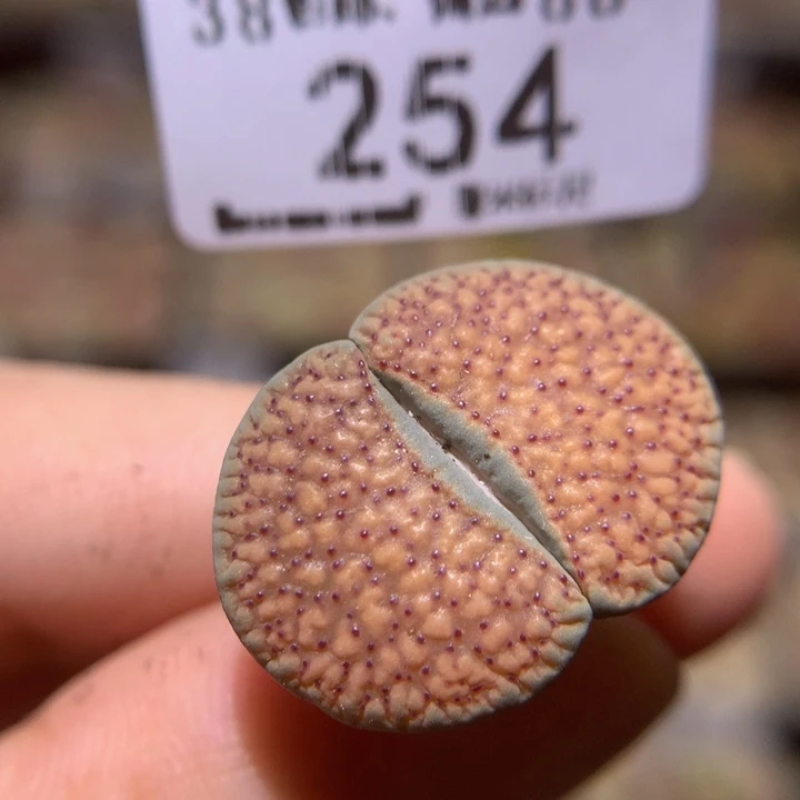 点Sss精品生石花254