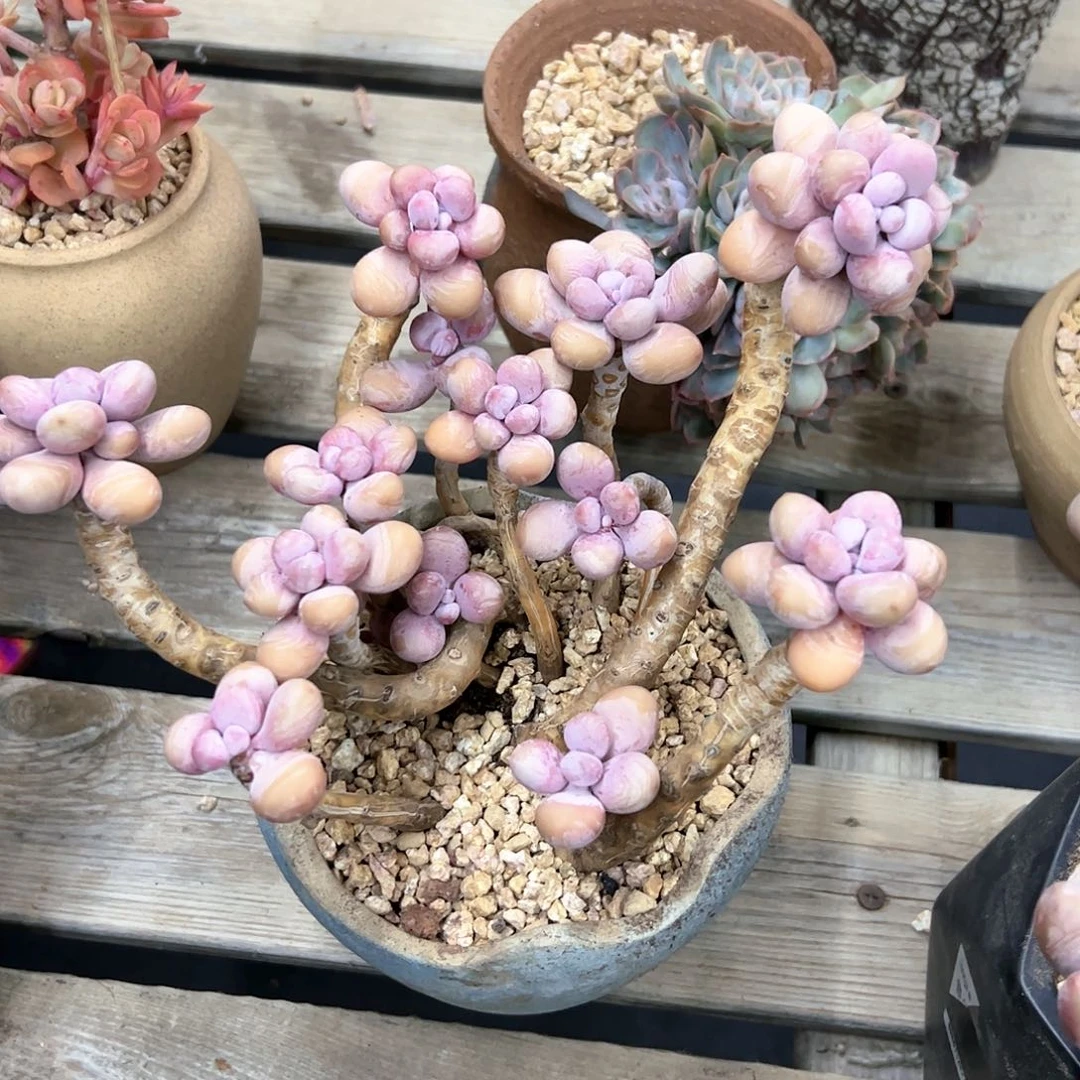 桃蛋28 零零多肉植物