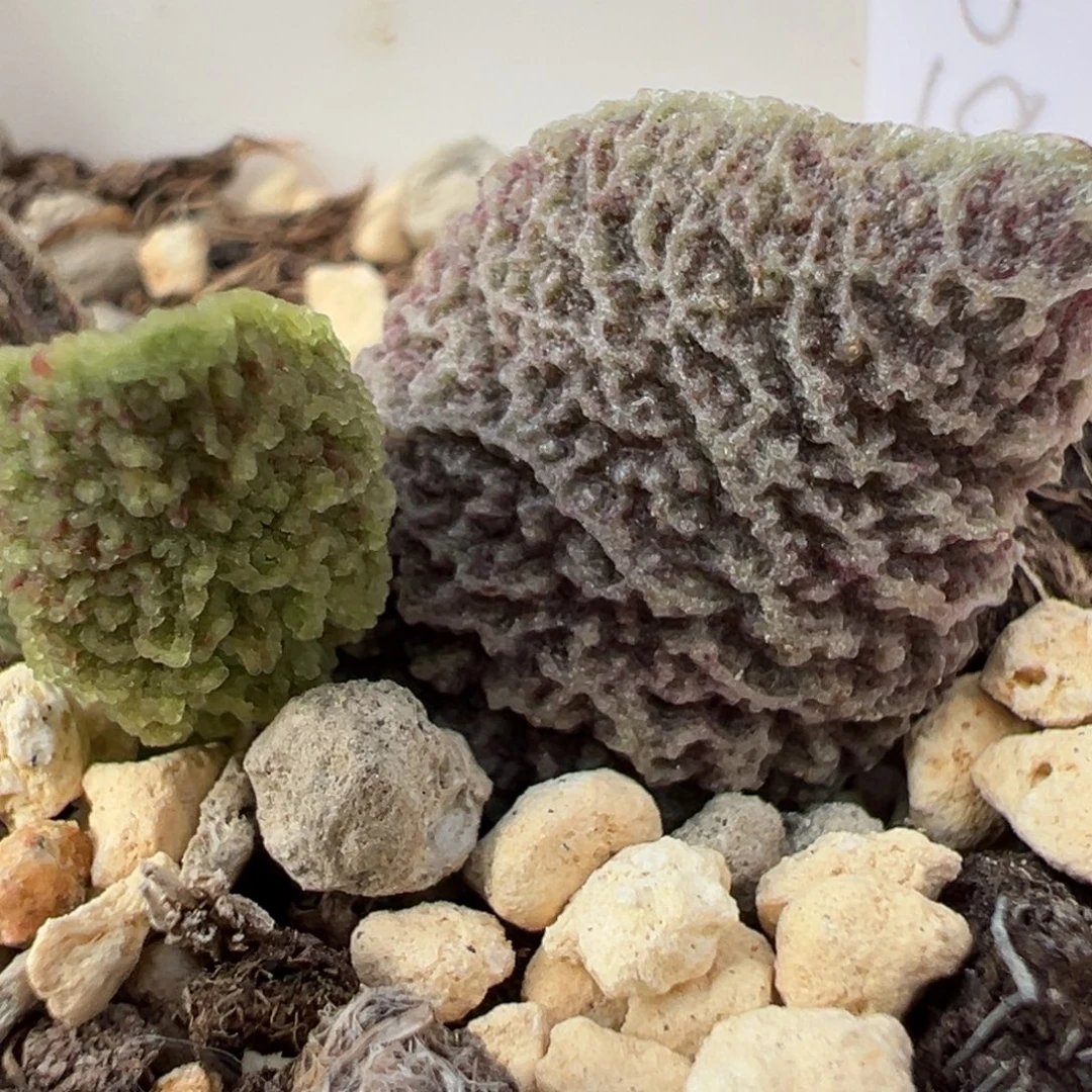 实生新品多肉植物水泡多肉植物